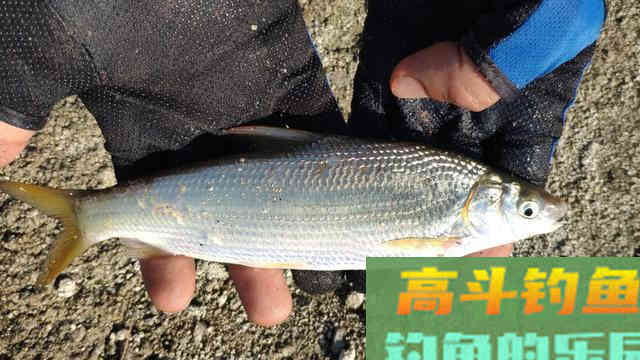 钓黄尾就用这两种钓法,漂尾抖动就提竿 钓黄尾就用这两种钓法,漂尾抖动就提竿