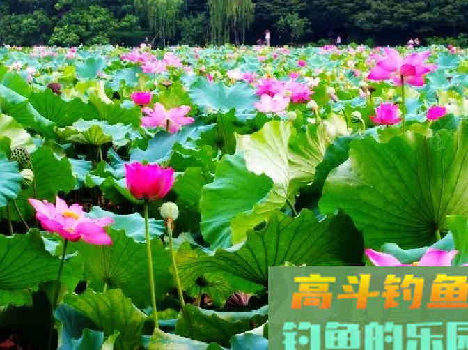 野钓策(19)鲫鱼习性与施钓的关联性 野钓策(19)鲫鱼习性与施钓的关联性