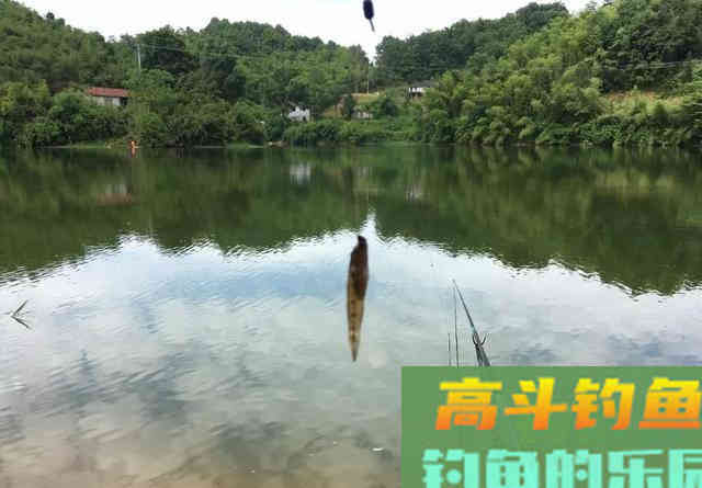 一进入夏季，鲫鱼就越钓越小，大板鲫呢