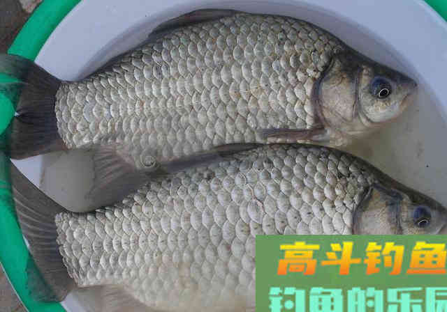 鲫鱼有几种?有的很普通,有的是宫廷贡品 鲫鱼有几种?有的很普通,有的是宫廷贡品