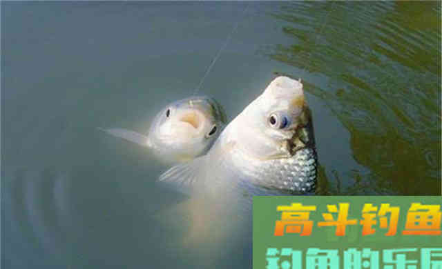 冬季钓鲫鱼，漂相要抓这4种