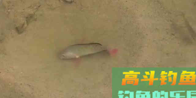 3条鱼、2个月变成上千条,罗非鱼为何繁殖这么快 3条鱼、2个月变成上千条,罗非鱼为何繁殖这么快