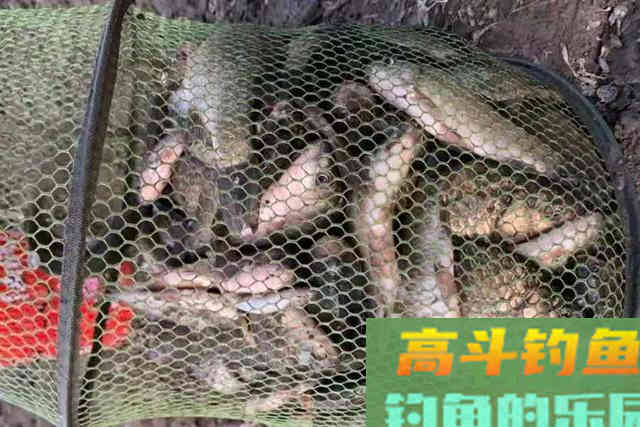气温越来越高，大板鲫却越来越难钓？原因其实很简单