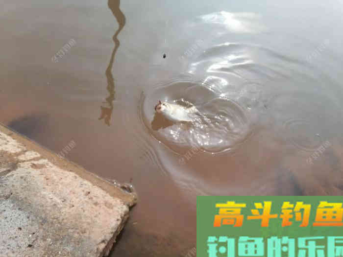 鲤鱼如何逗钓?什么情况下容易吃死口,这样钓收获更好 鲤鱼如何逗钓?什么情况下容易吃死口,这样钓收获更好