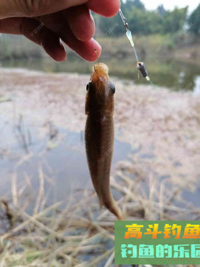 鲫鱼口轻，不好钓？看看老钓友怎么钓