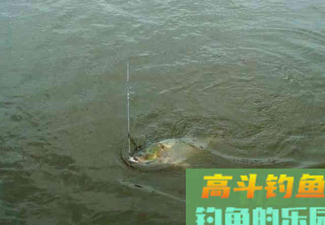 手竿如何垂钓大头鱼,4个方面重点就是饵要轻雾化好 手竿如何垂钓大头鱼,4个方面重点就是饵要轻雾化好