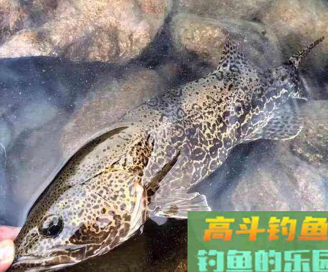 选好位置、用对方法，手竿也能钓鳜鱼