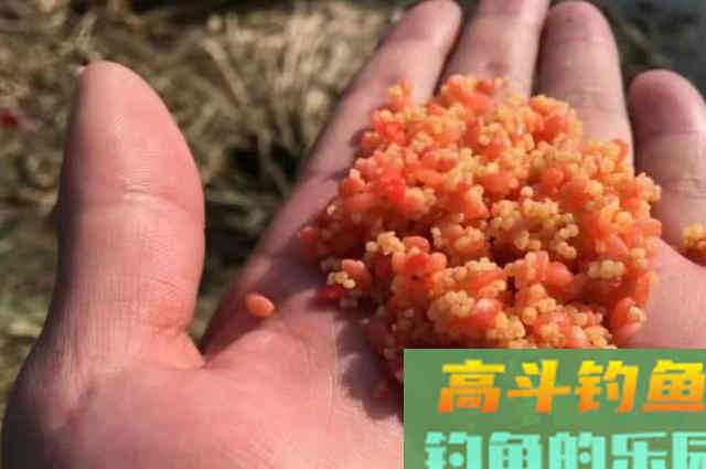 谁说热天钓不到大鲫鱼？那是你没试过这3个调整方案