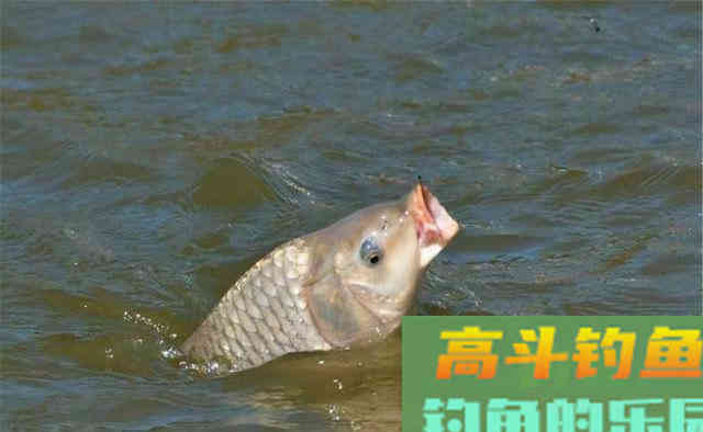 深秋钓鲤,灵活使用这两个调漂思路 深秋钓鲤,灵活使用这两个调漂思路