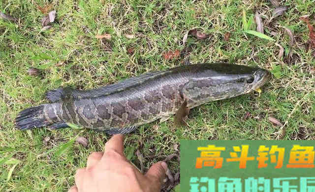 秋季黑鱼的几种民间钓法 秋季黑鱼的几种民间钓法