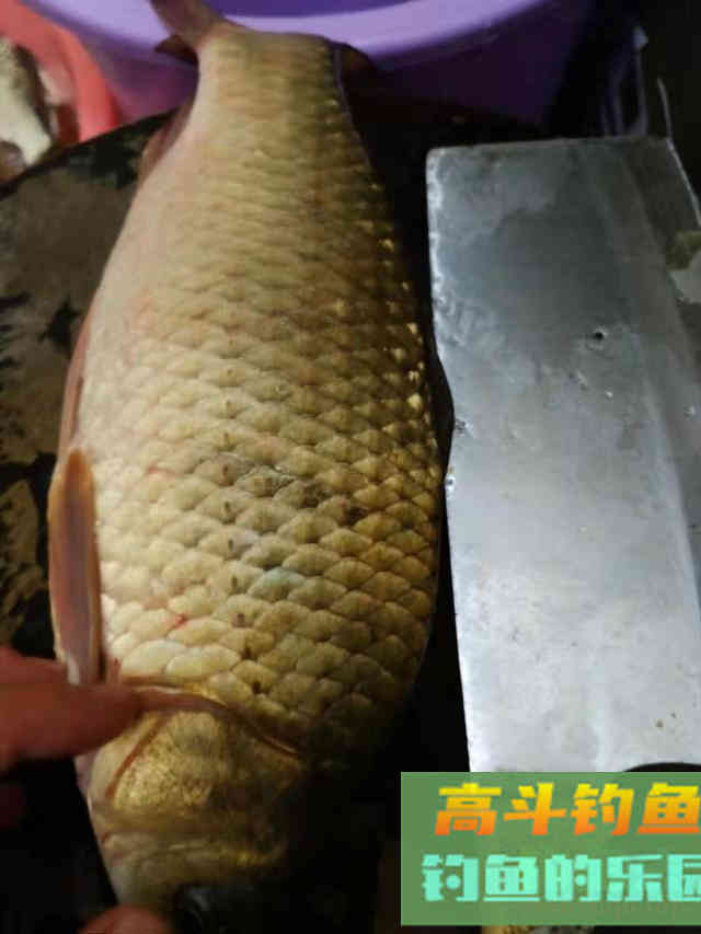 深秋钓大板鲫全攻略，冰柜已塞满，饵料可以自制