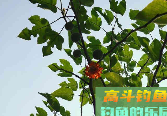 钓草鱼只要找到这种位置,连窝料都省了 钓草鱼只要找到这种位置,连窝料都省了
