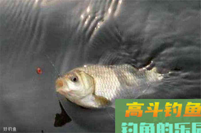 学了这三个技巧，深秋一样能野钓大鲫鱼