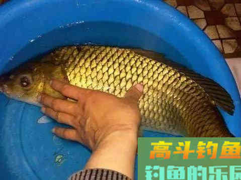 盛夏夜钓鲤鱼,这些注意事项能到位,想要空竿都难 盛夏夜钓鲤鱼,这些注意事项能到位,想要空竿都难