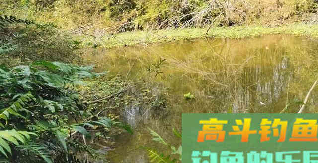 高手详细分析，垂钓青鱼该如何选择饵料