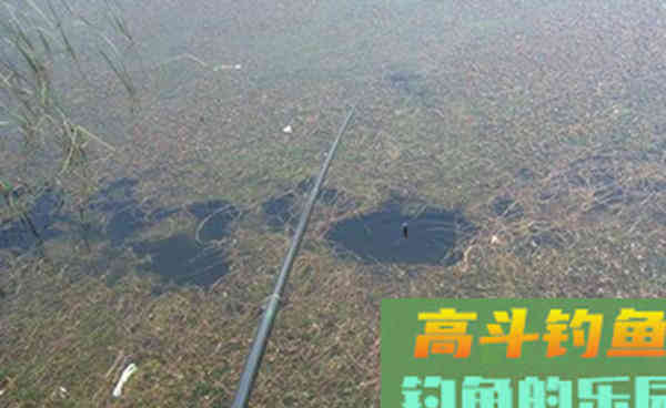 民间秋季手竿钓黑鱼的方法,和一些注意事项 民间秋季手竿钓黑鱼的方法,和一些注意事项