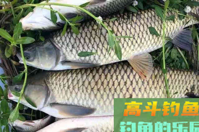这草鱼钓法还真不赖！初秋一到就想用