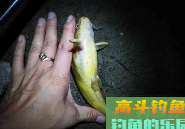 钓黄辣丁有特效饵?别再交智商税了,效果不如2块的蚯蚓 钓黄辣丁有特效饵?别再交智商税了,效果不如2块的蚯蚓