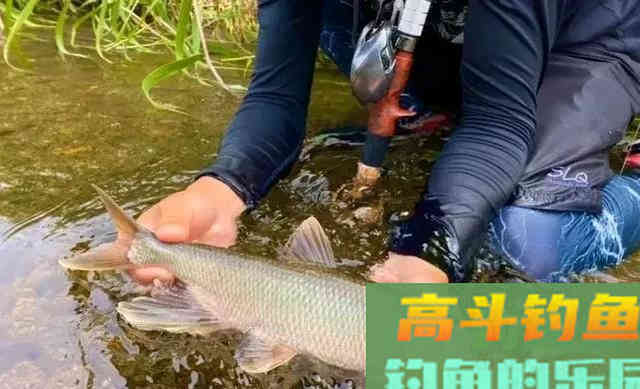 五彩斑斓桃花鱼,能在当今这个环境生存下来,确实实属不易 五彩斑斓桃花鱼,能在当今这个环境生存下来,确实实属不易