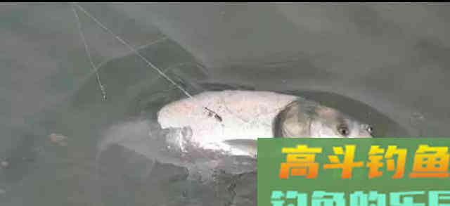 手竿钓鲢鳙:细分4个原因,避免有口不中鱼的提空竿 手竿钓鲢鳙:细分4个原因,避免有口不中鱼的提空竿
