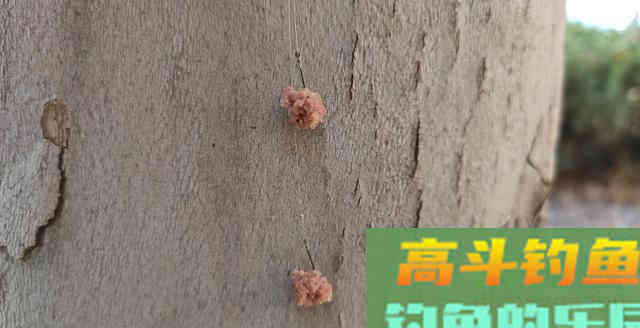野钓鳊鱼时诱鱼方式,钓法选用,饵料搭配这三要素的作用 野钓鳊鱼时诱鱼方式,钓法选用,饵料搭配这三要素的作用