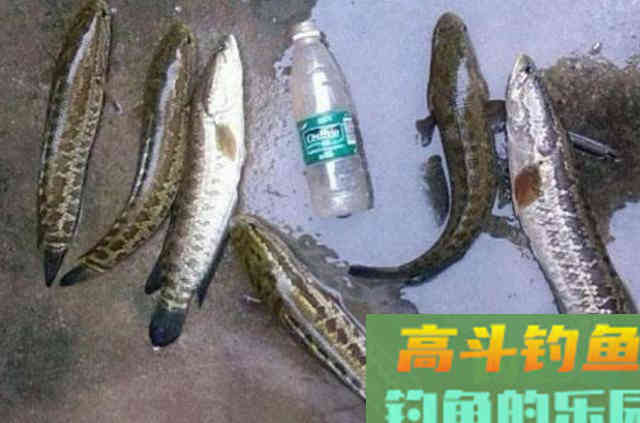 不得不承认,自从我有了这黑鱼钓法,特过瘾 不得不承认,自从我有了这黑鱼钓法,特过瘾