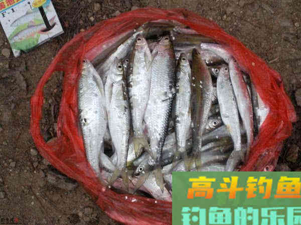 钓白条用我分享的方法，你下钩，它就在那等你