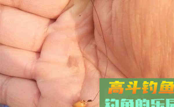 秋钓大鲫鱼之最强钓法,刚一抛竿就有口 秋钓大鲫鱼之最强钓法,刚一抛竿就有口