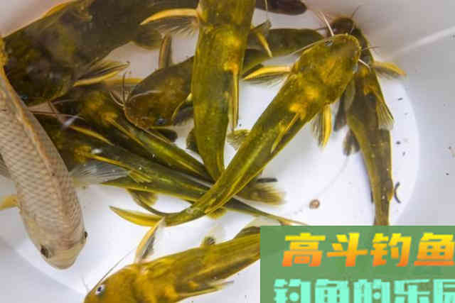 天一冷，黄骨鱼怎么钓，老钓友出招，比钓鲫鱼还过瘾