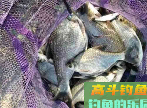 到底初秋如何野钓鳊鱼呢?秋季野钓做好这四点即可 到底初秋如何野钓鳊鱼呢?秋季野钓做好这四点即可