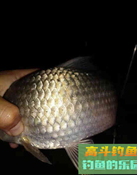 鲫鱼怕灯光吗?夜钓鲫鱼你要掌握这些 鲫鱼怕灯光吗?夜钓鲫鱼你要掌握这些