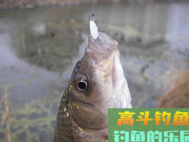 野钓鲫鱼顿口不停却空竿率奇高
