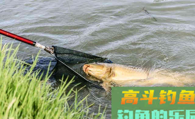 你与鲤鱼之间的距离，只差一个钓位，选错是喂鱼选对才是钓鱼