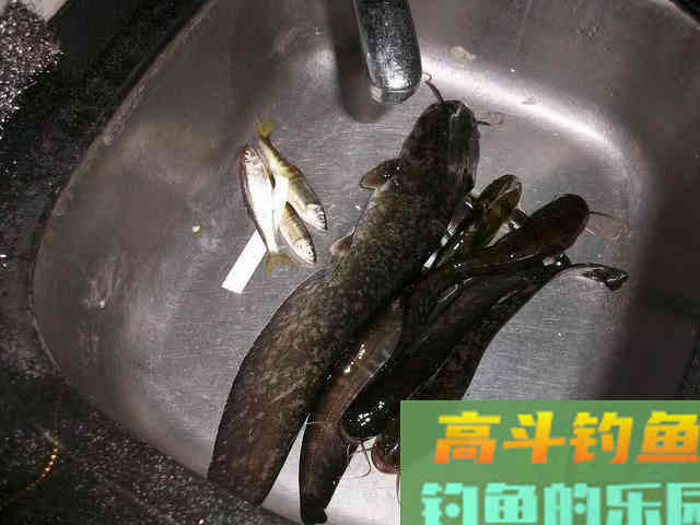 秋季夜钓鲶鱼是全年最好季节,总结5个技巧 秋季夜钓鲶鱼是全年最好季节,总结5个技巧