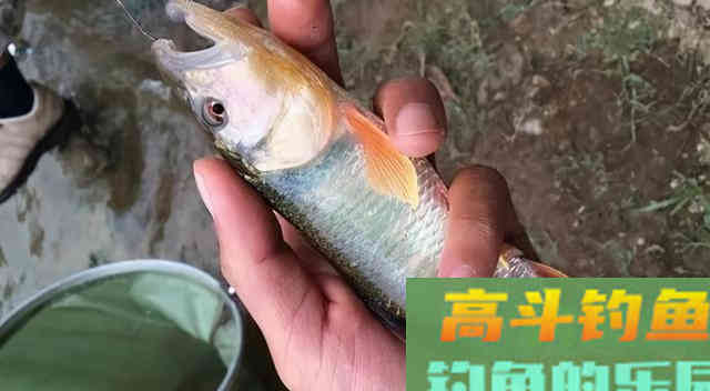 为了繁殖,鳑鲏鱼学会化妆,马口鱼改变身体结构,罗非鱼更拼 为了繁殖,鳑鲏鱼学会化妆,马口鱼改变身体结构,罗非鱼更拼