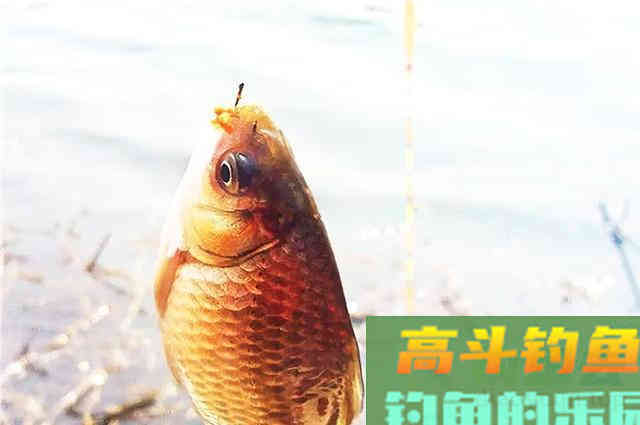 冬钓大板鲫,红虫多加点蓝鲫,鱼儿来得更快 冬钓大板鲫,红虫多加点蓝鲫,鱼儿来得更快