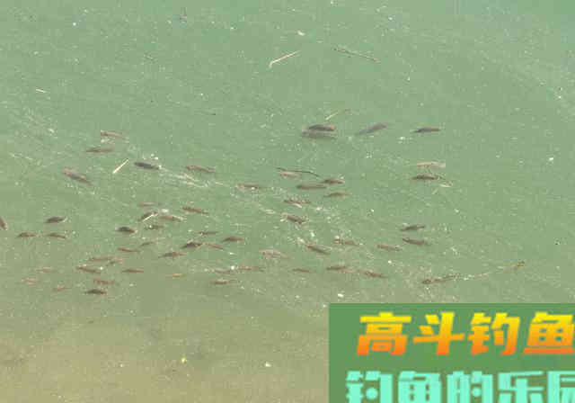 3条鱼、2个月变成上千条,罗非鱼为何繁殖这么快 3条鱼、2个月变成上千条,罗非鱼为何繁殖这么快
