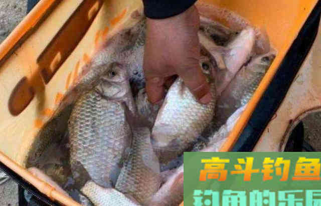 冬天太冷治服板鲫用多长的子线才合适？