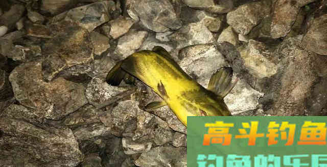 夏季想钓黄骨鱼，牢记3钓3不钓，渔获一准不差事
