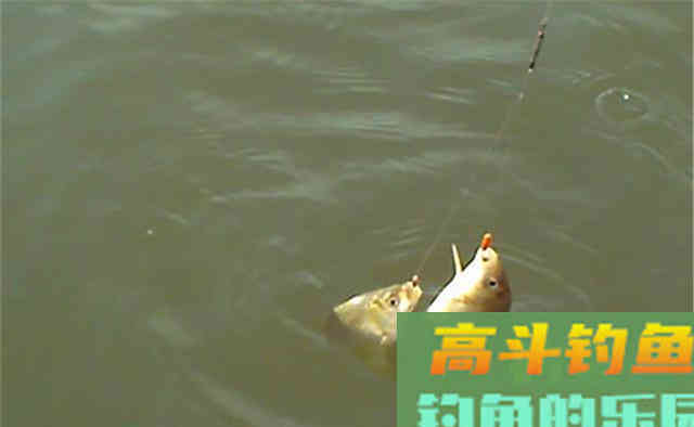 冬钓鲫鱼,子线的长短影响了渔获 冬钓鲫鱼,子线的长短影响了渔获