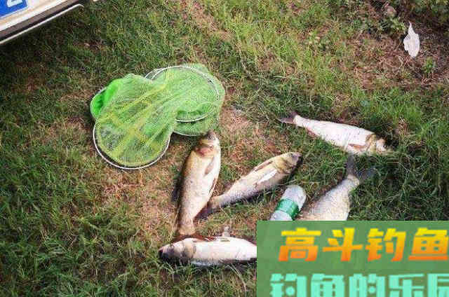 自从七月一到,我就常用这鲢鳙钓法,莫不信 自从七月一到,我就常用这鲢鳙钓法,莫不信