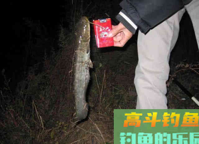 钓鲶鱼的四种动物荤饵,的实用技巧 钓鲶鱼的四种动物荤饵,的实用技巧
