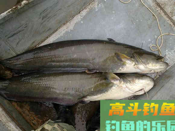 鲶鱼是否也适合路亚钓法？路亚鲶鱼掌握这4点很重要