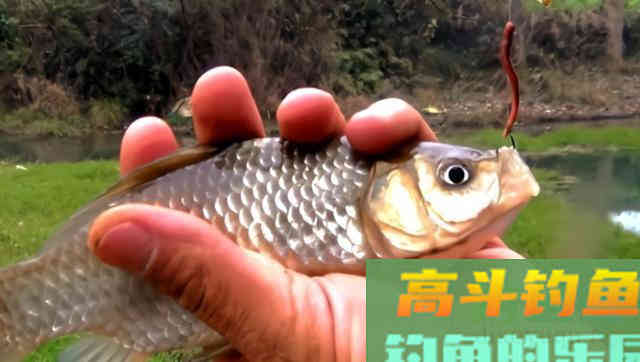 天气开始转暖，此时如何钓鲫鱼