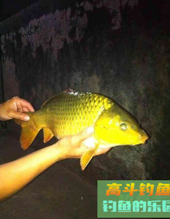 鲤鱼甩籽期间怎么作钓？野钓客教你