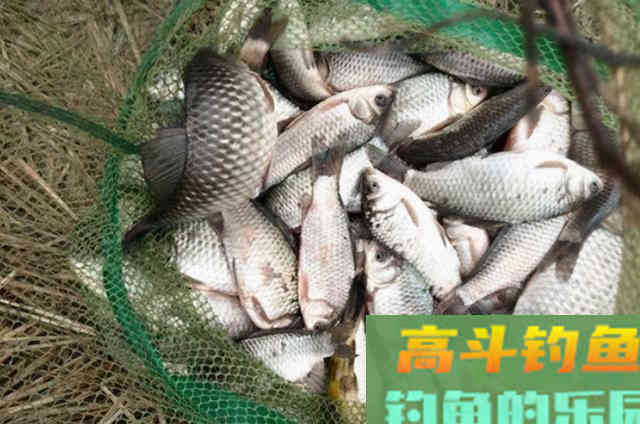 冬钓板鲫不够爽?赶紧试试这3大调整 冬钓板鲫不够爽?赶紧试试这3大调整