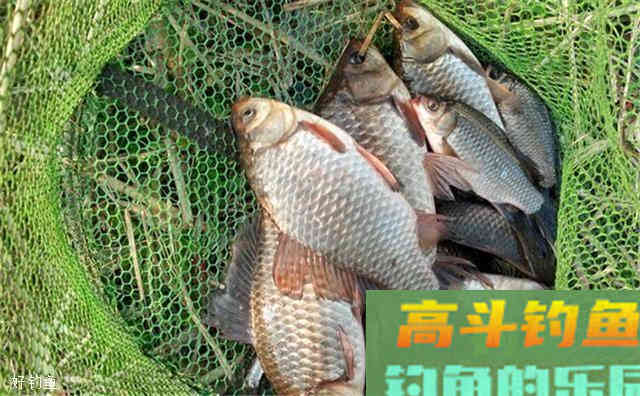 初秋钓鲫鱼的小技巧 初秋钓鲫鱼的小技巧