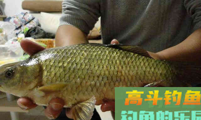 鲫鱼的哭泣!身体被放大,但肉质如嚼蜡 鲫鱼的哭泣!身体被放大,但肉质如嚼蜡