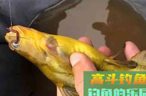 钓黄颡鱼的钓位选择和窝饵料技巧，轻松钓鱼