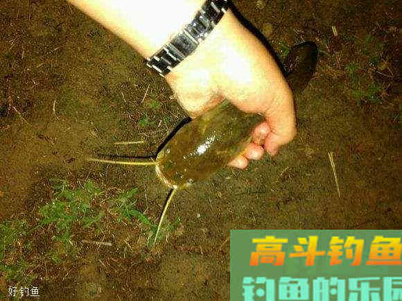 老司机说：野钓鲶鱼应该这样选择钓位和钓具